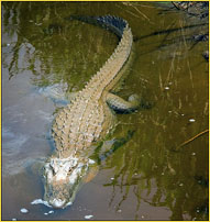 Gator