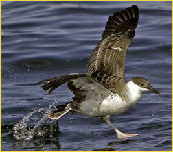 Greater Shearwater