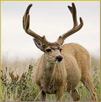 Mule Deer