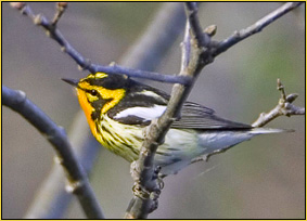 Blackburnian Warbler