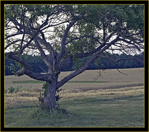 Windswept Tree