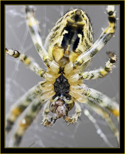 Garden Spider