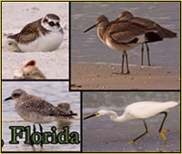 Bird Images from Fort DeSoto