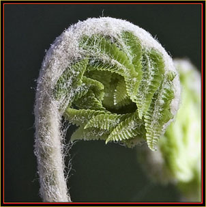 Maine Fiddlehead