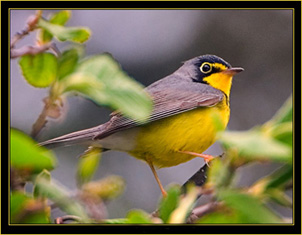 Canada Warbler