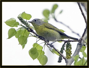 Nashville Warbler