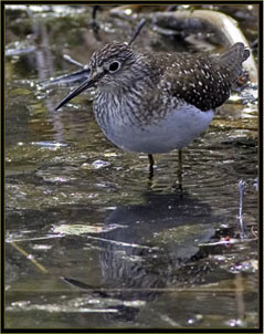 Solitary Sandpiper