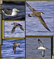 Pelagic Birding