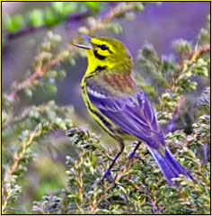 Prairie Warbler