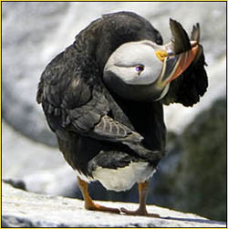 Atlantic Puffin