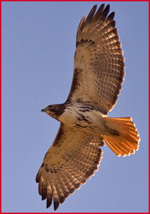 Red-tailed Hawk - Link to Bird Photography Index