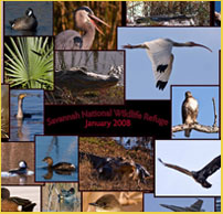 Photocollage - Savannah National Wildlife Refuge