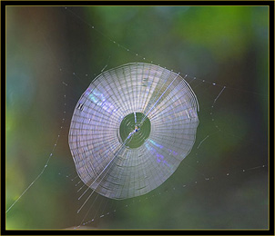 Circular Web