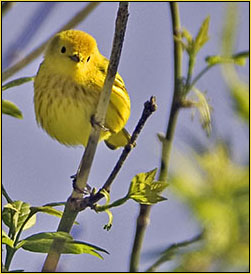 Yellow Warbler