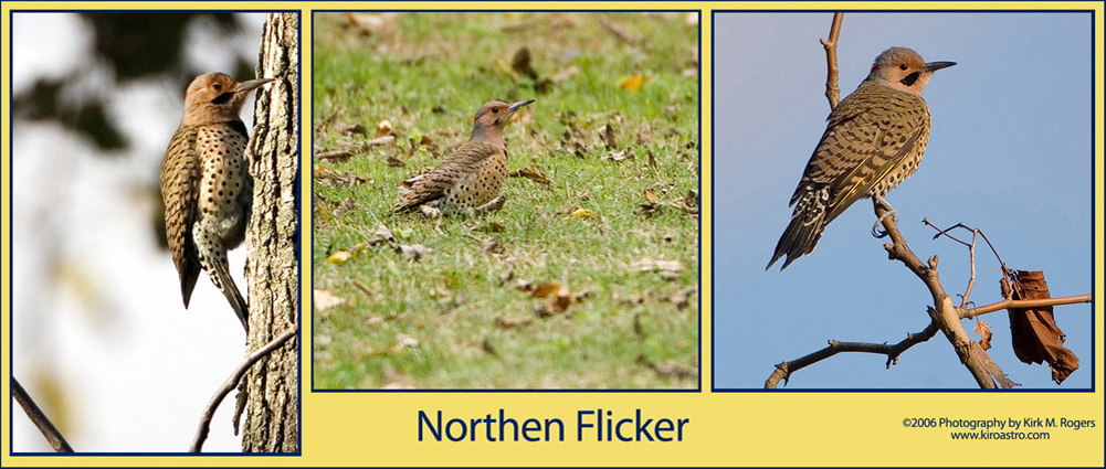 Northern Flicker Views