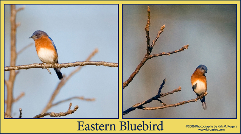 Eastern Bluebirds