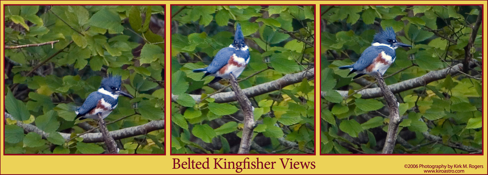 Belted Kingfisher