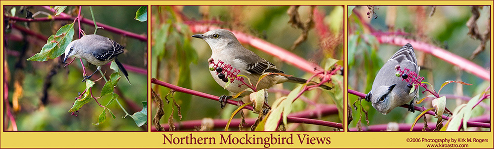 Berry Picking Mockingbird