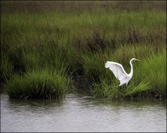 Great Egret