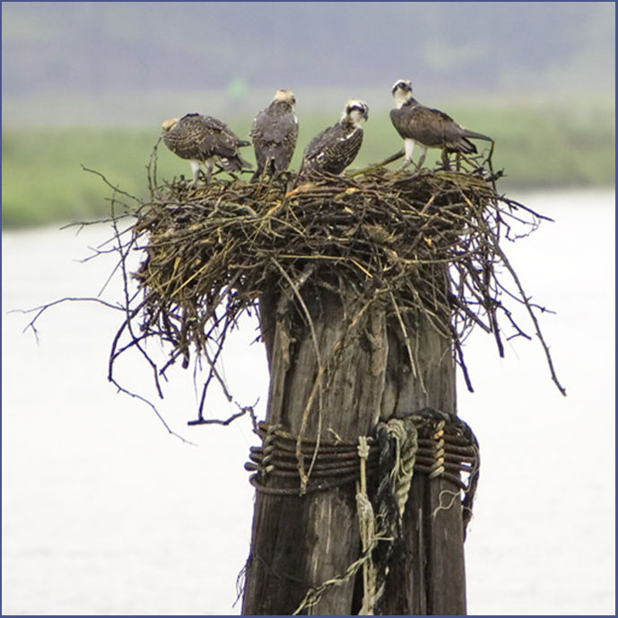 The Osprey Group