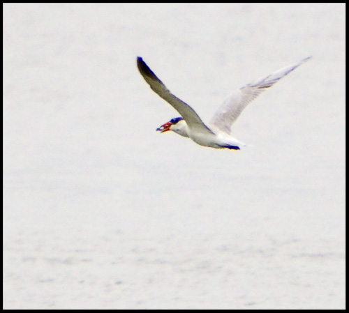 Tern with Fish