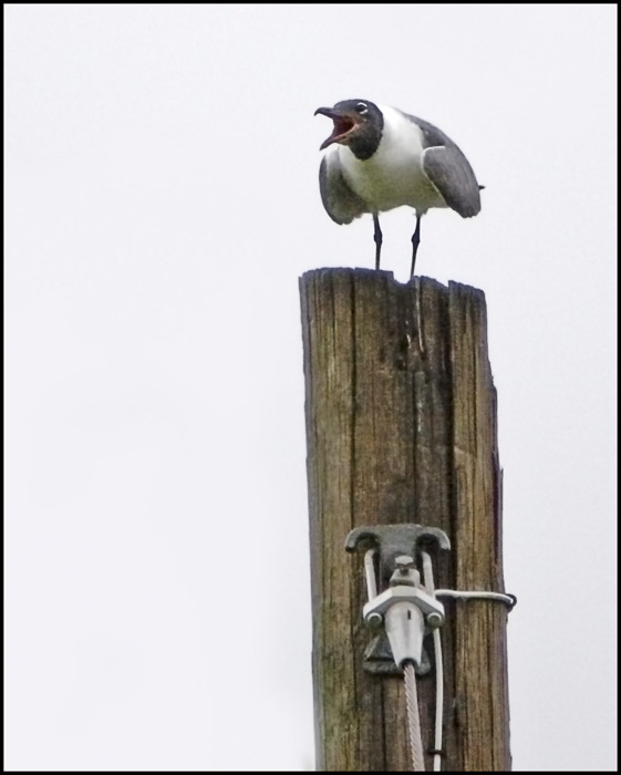 Town Crier