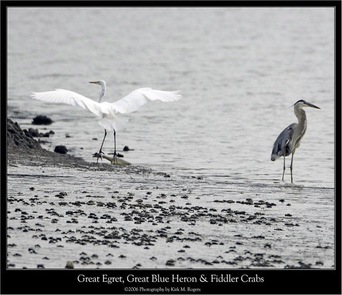 Egret, Great Blue Heron & Fiddler Crabs