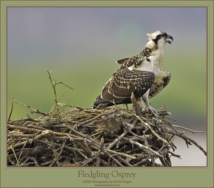 Fledgling Osprey