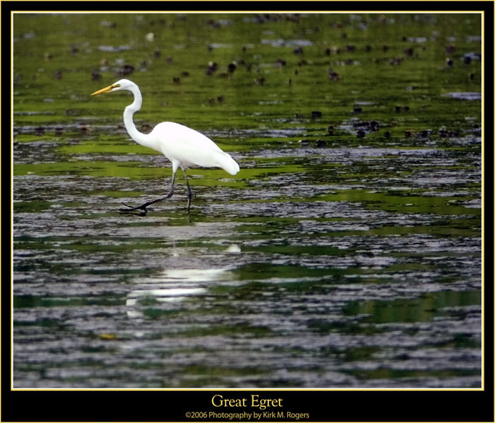 Great Egret