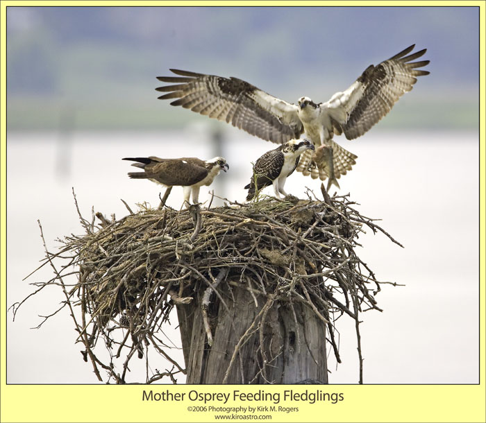 Feeding Time at the Nest