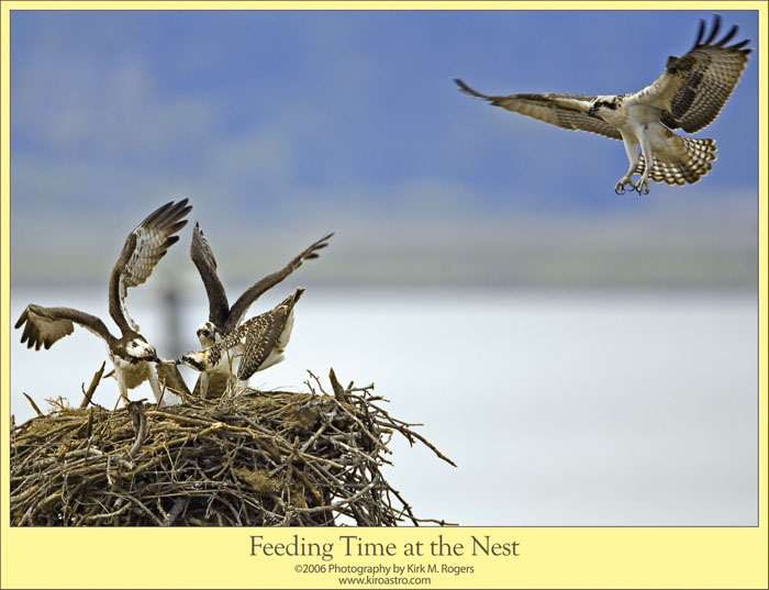 Father Osprey Returning