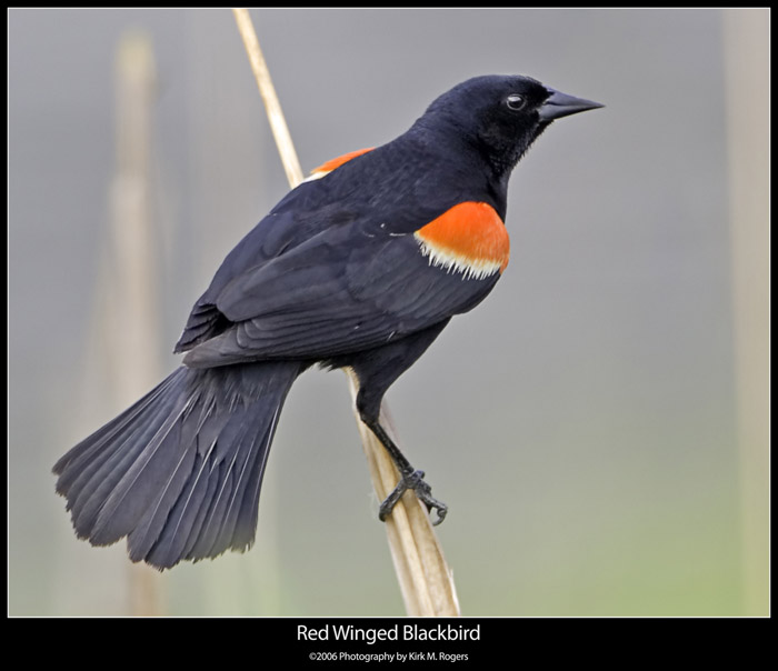 Red Winged Blackbird