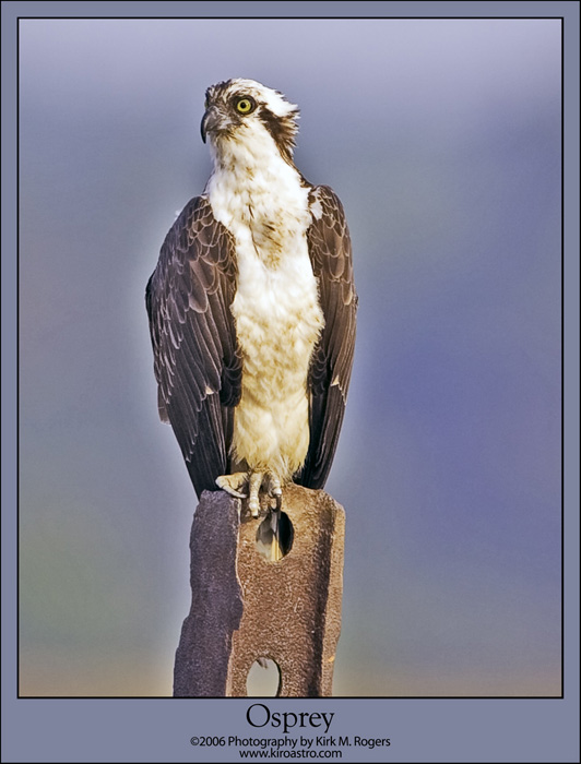 Father Osprey