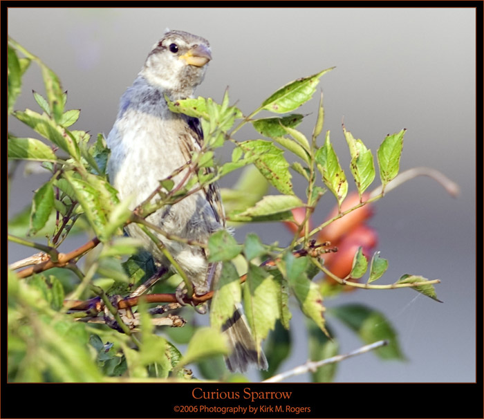 Sparrow in Bush