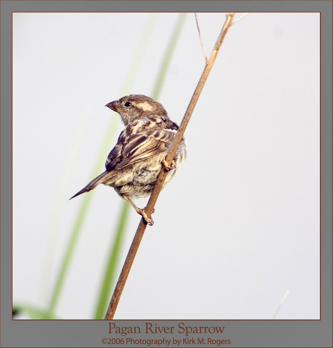 Sparrow on Reed