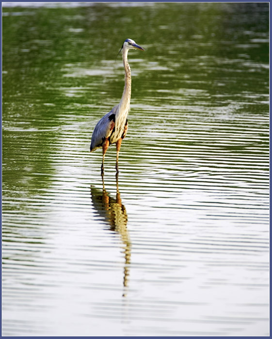 Great Blue Heron