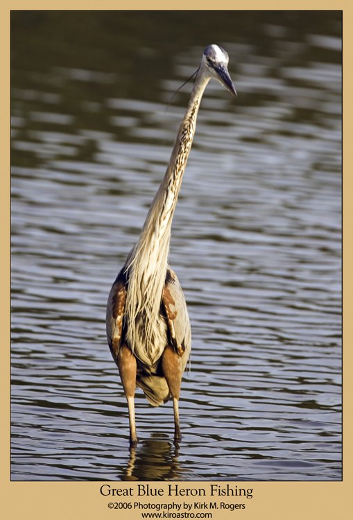 Great Blue Heron Full View