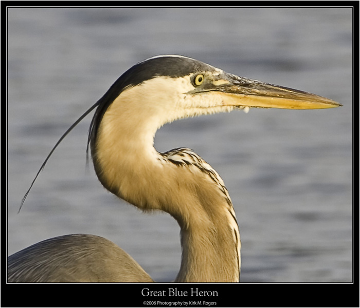 Great Blue Heron in Profile