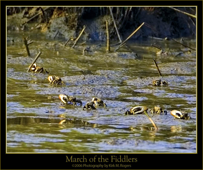 March of the Fiddlers