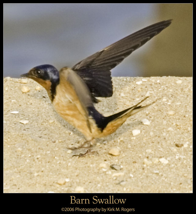 Barn Swallow