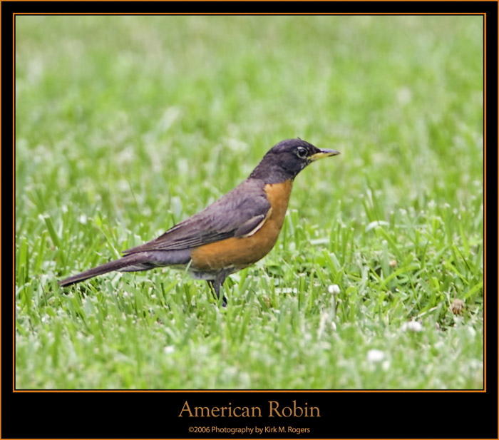 American Robin