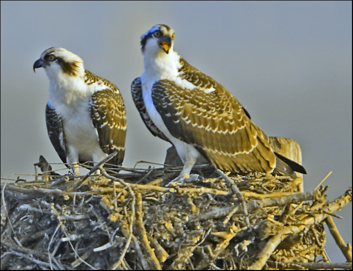 The Twins in the Nest