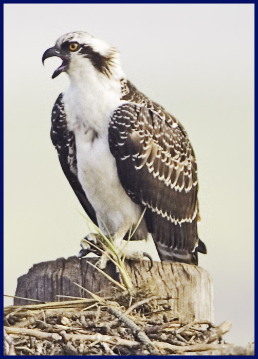 Feldgling Osprey