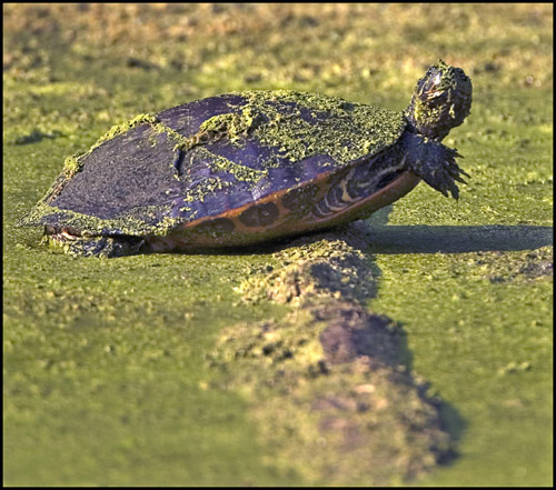 Swamp Cooter