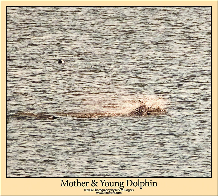 Dolphins in the James River