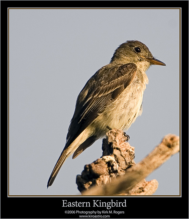 Eastern Kingbird