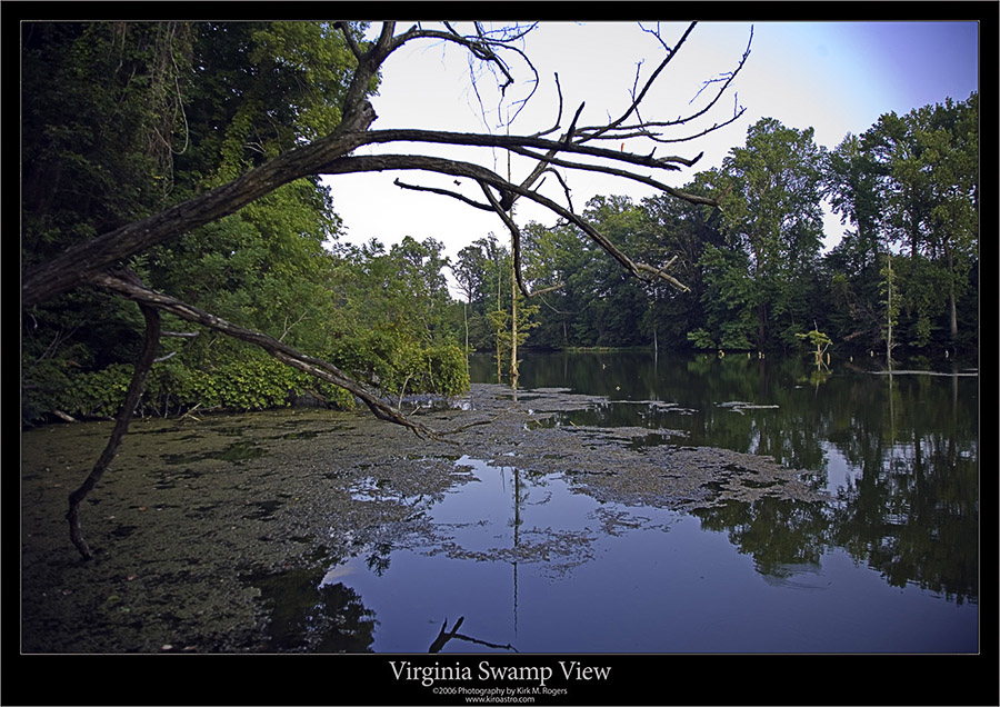 Swamp at the Boat Launch