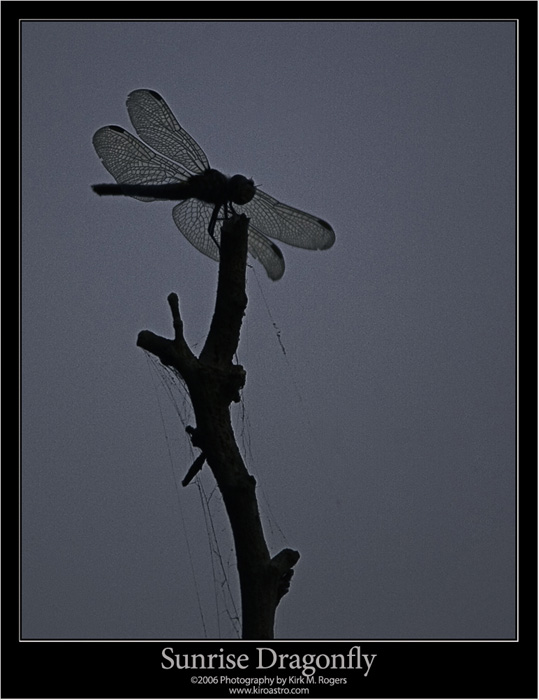 Early Morning Dragonfly Image