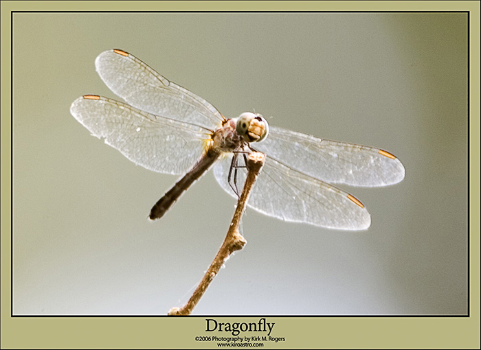 Dragonfly at the Swamp