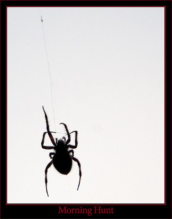 Morning Spider